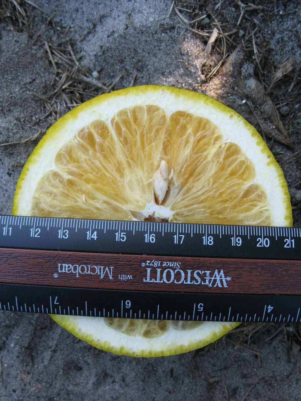            Fruit cross-section (Winter Haven, FL)   